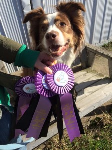 Rally Obedience Training Ribbons