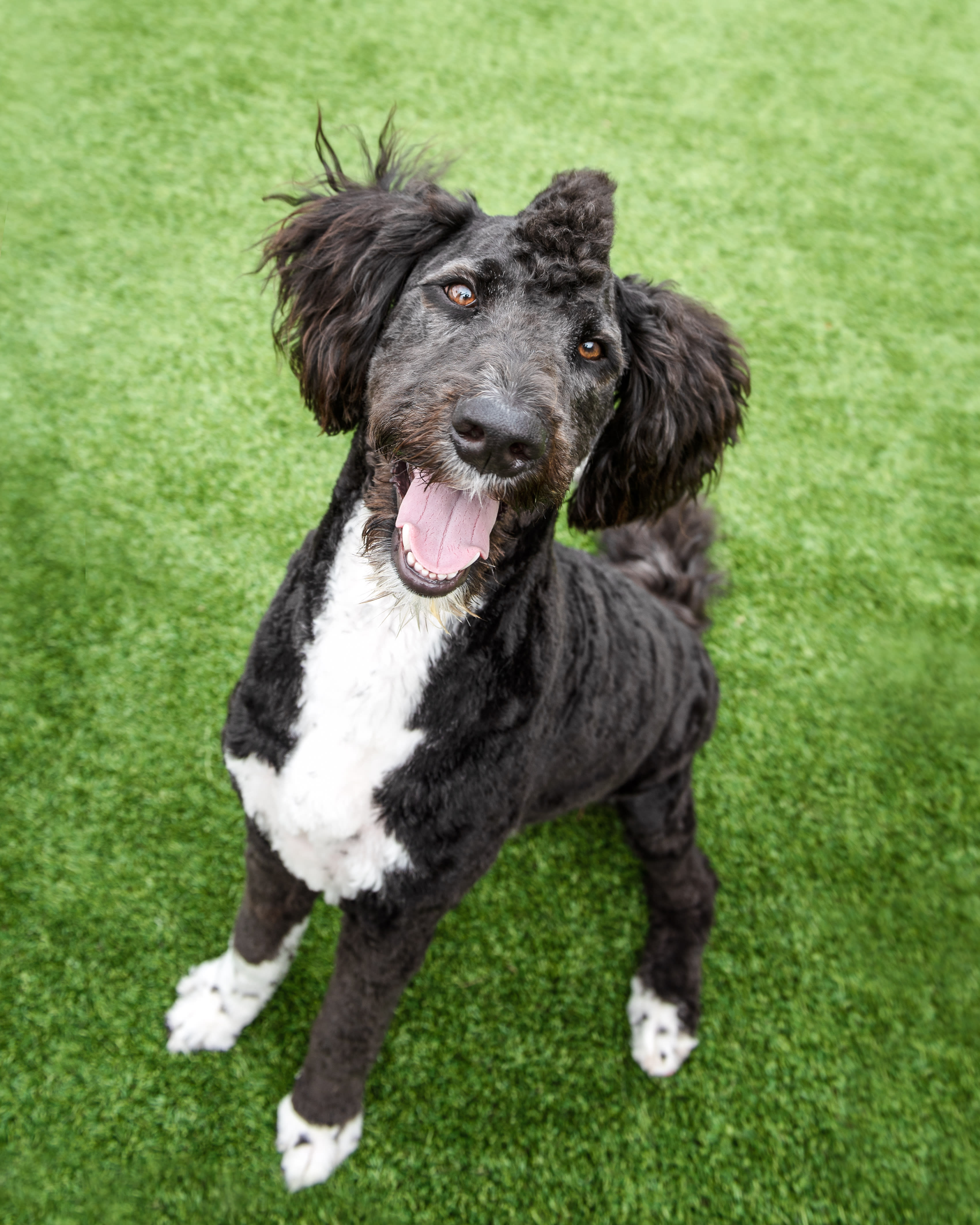 One Leg Up Canine Trick Dog Instructor